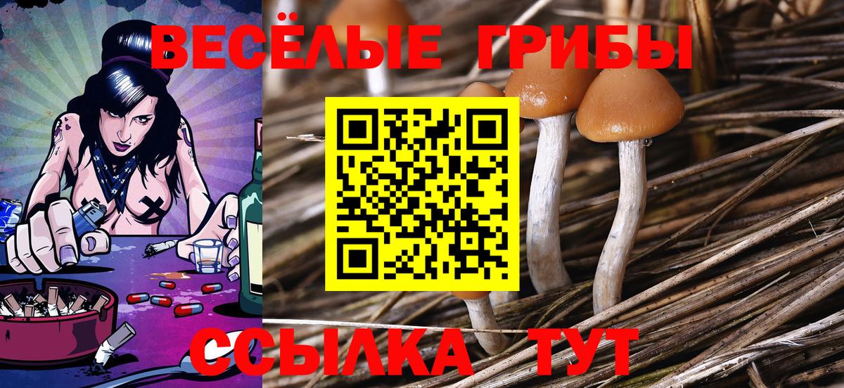 Галлюциногенные грибы Psilocybe Балашиха